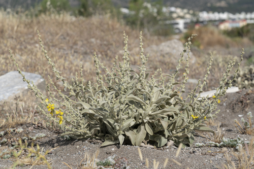 Image of Verbascum syriacum by (c) Eleftherios Katsillis, some rights reserved (CC BY)