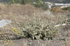 Verbascum syriacum