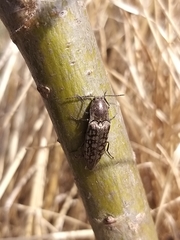 Actenicerus siaelandicus