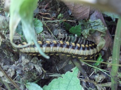 Nyssodesmus python