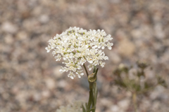 Pimpinella cretica