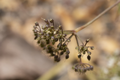 Pimpinella cretica