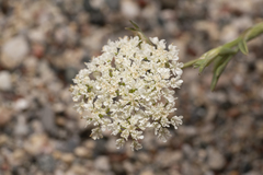 Pimpinella cretica