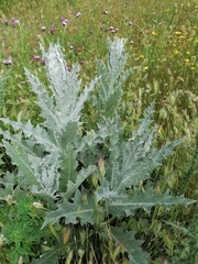 Onopordum acanthium