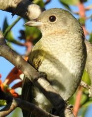 Telophorus olivaceus