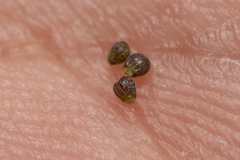Pimpinella cretica