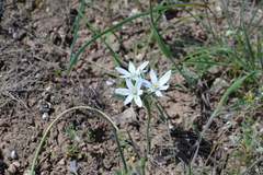 Ornithogalum navaschinii