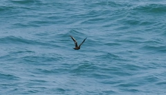 Hydrobates monorhis