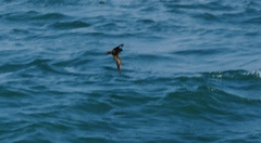 Hydrobates monorhis