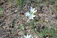 Ornithogalum navaschinii