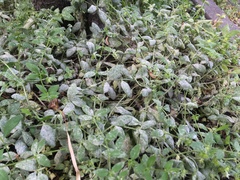 Golovinomyces cynoglossi