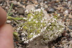 Pimpinella cretica