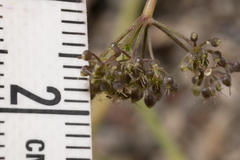 Pimpinella cretica