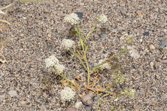 Pimpinella cretica