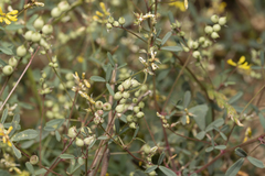 Melilotus neapolitanus