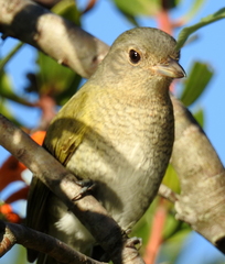 Telophorus olivaceus