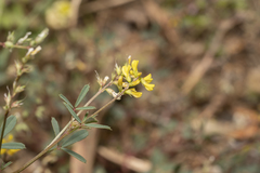 Melilotus neapolitanus