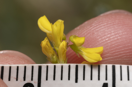 Image of Melilotus neapolitanus by (c) Eleftherios Katsillis, some rights reserved (CC BY)