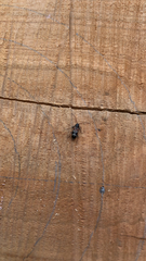 Phymatodes alni