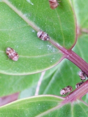 Clastoptera undulata