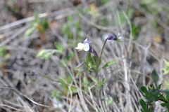 Viola kitaibeliana