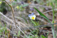 Viola kitaibeliana