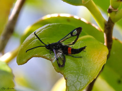 Synanthedon myopaeformis