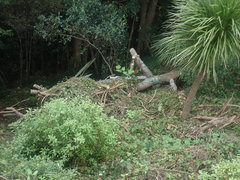 Haloragis erecta erecta