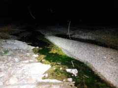 Crinia flindersensis