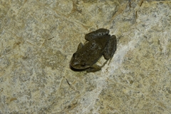 Crinia flindersensis