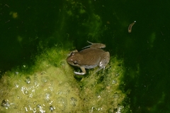 Crinia flindersensis