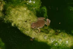 Crinia flindersensis