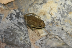 Crinia flindersensis