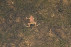 Crinia flindersensis