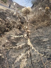 Echinops sahyadricus