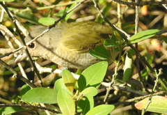 Telophorus olivaceus