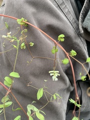 Ceratocapnos claviculata