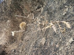 Echinops sahyadricus