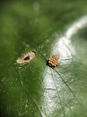 Galerucella nymphaeae