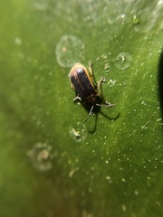 Galerucella nymphaeae