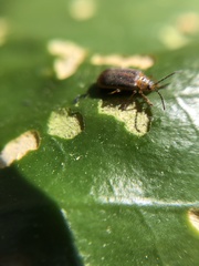 Galerucella nymphaeae