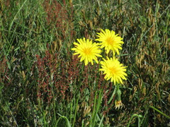 Microseris lanceolata