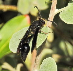 Delta bonellii