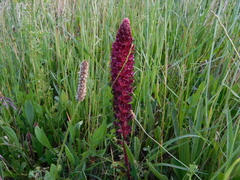 Orobanche foetida