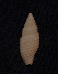 Domiporta circula