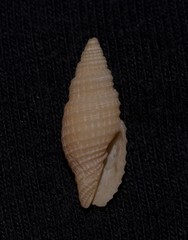 Domiporta circula