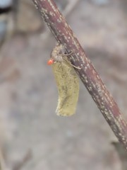Parasitiformes