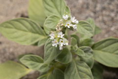 Heliotropium dolosum