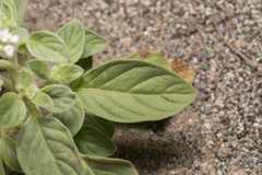 Heliotropium dolosum