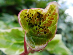 Aphis hederae